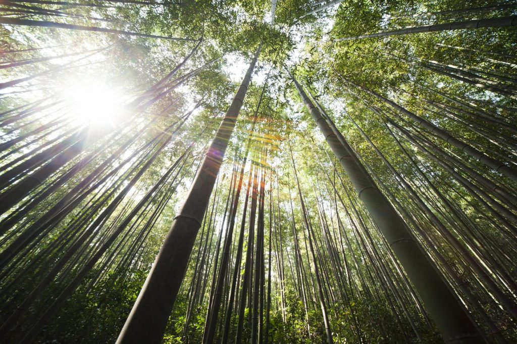 Bambus wächst schnell - eBikeNews
