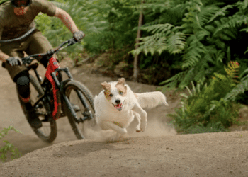 Mit dem Hund auf dem Trail: Shimano zeigt eindrucksvolles E-Bike Hundevideo