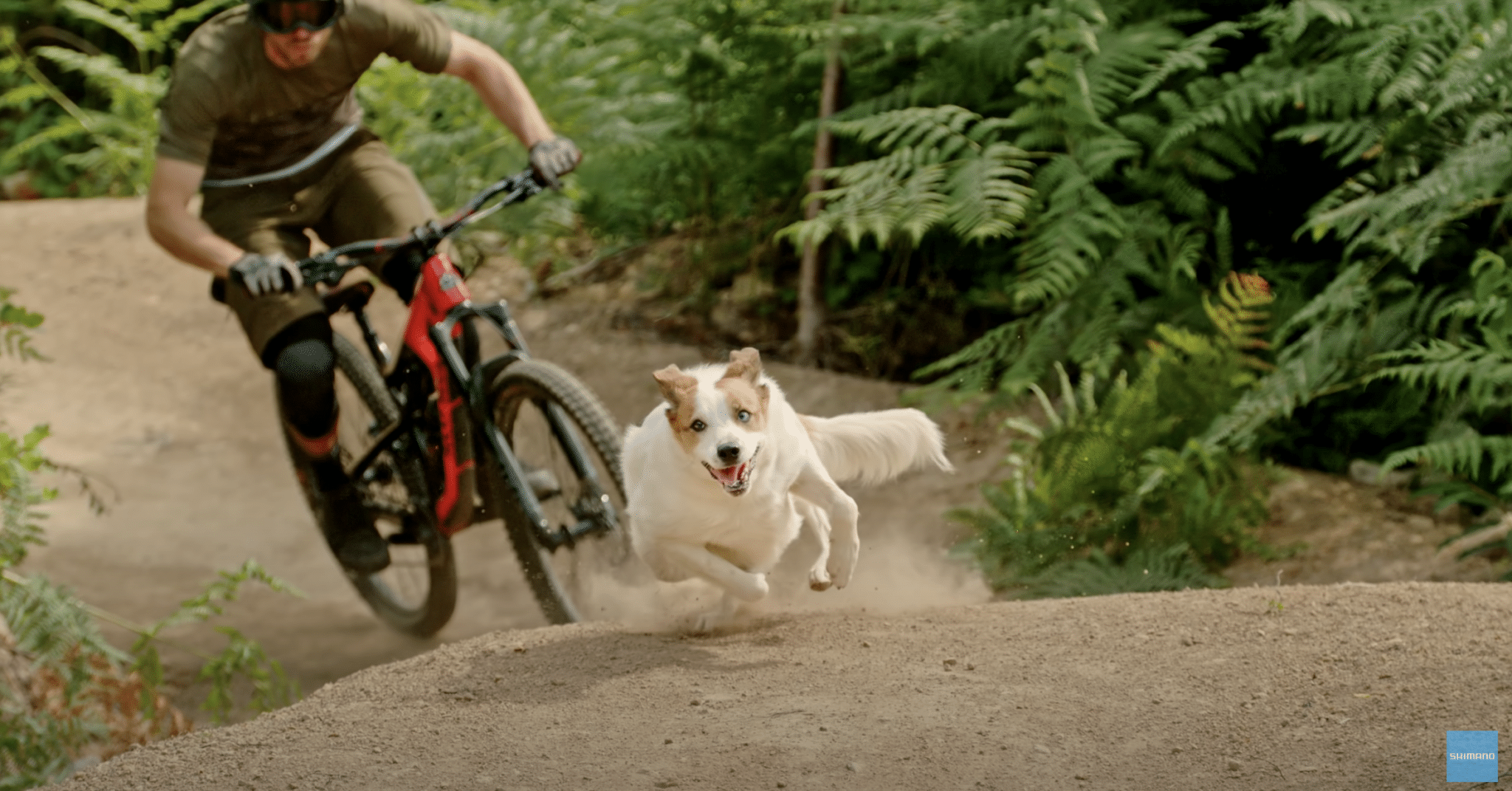 Hundeliebhaber und Trailenthusiasten: Shimano-Video begeistert E-Biker und Hundebesitzer